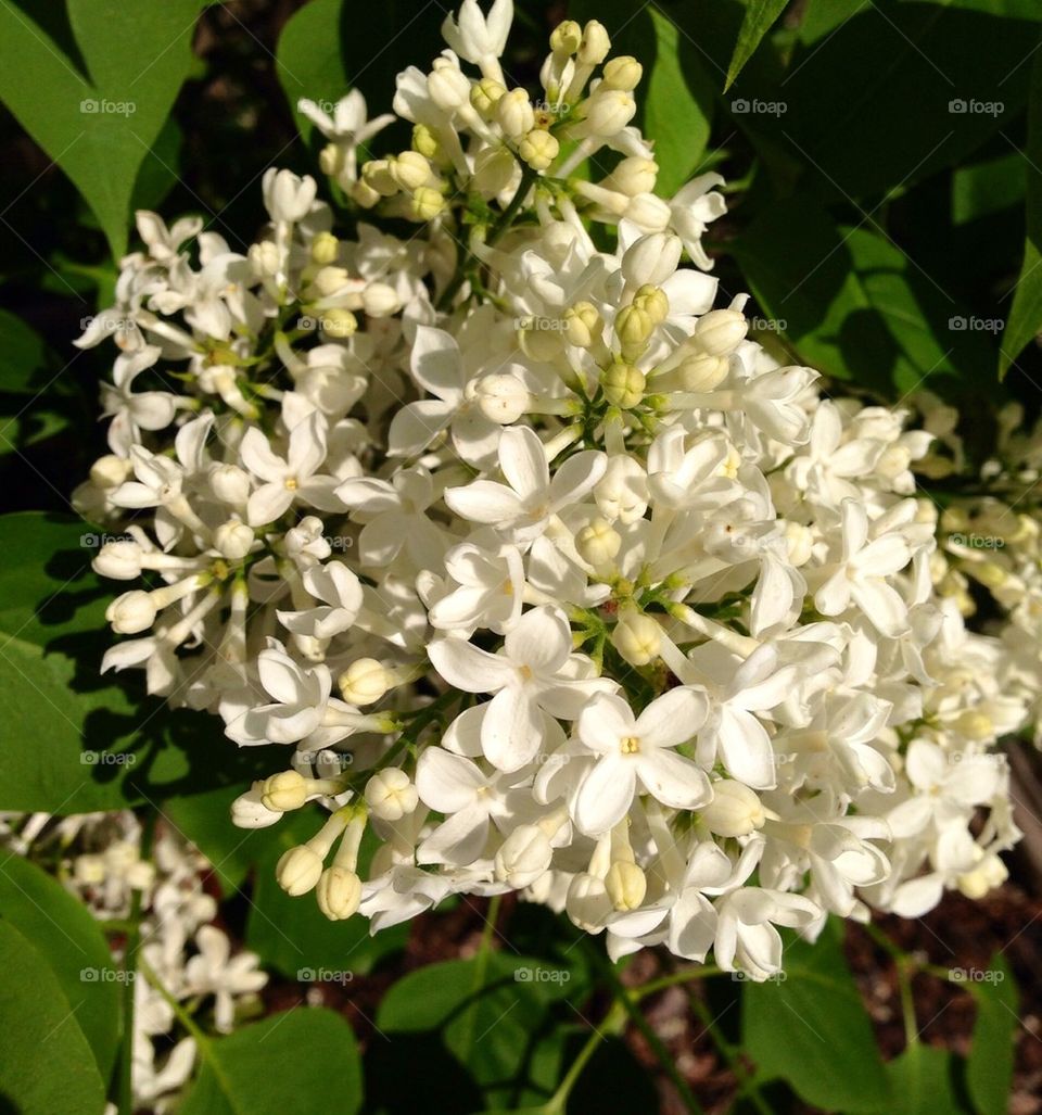 White lilacs