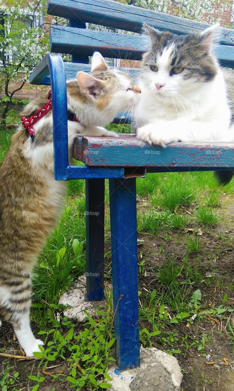 Tenderness series pets