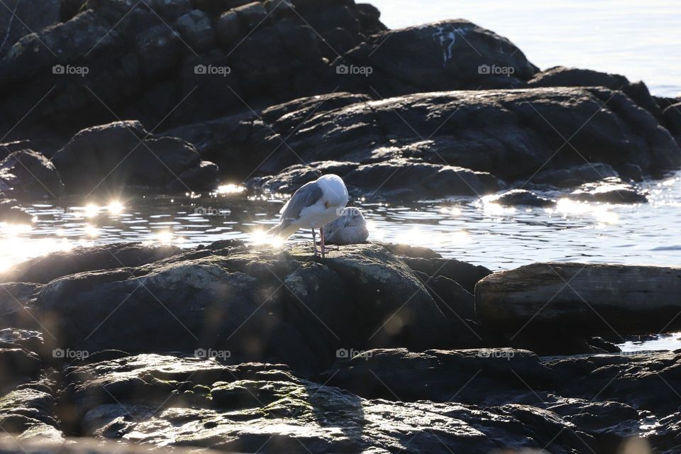 Seagulls on a sunny rocky shore