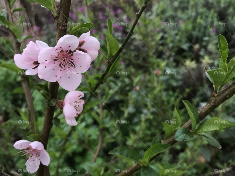 Pink buds on a tree