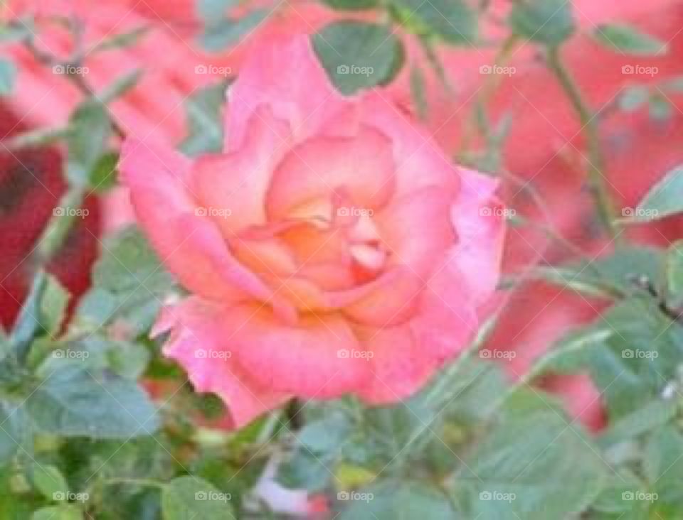 Pink yellow orange rose