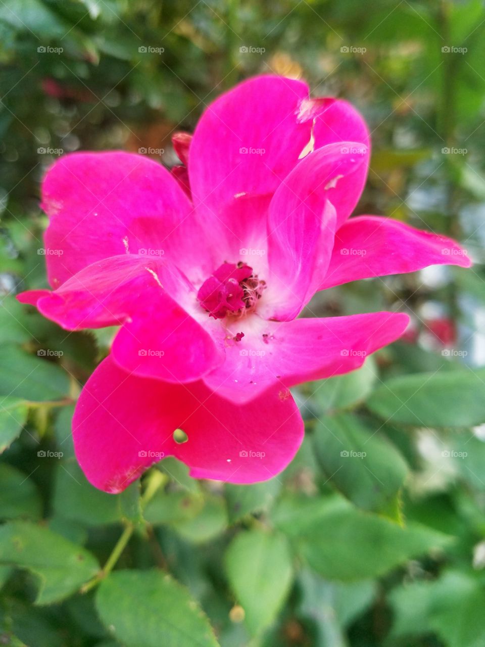 Pink flower