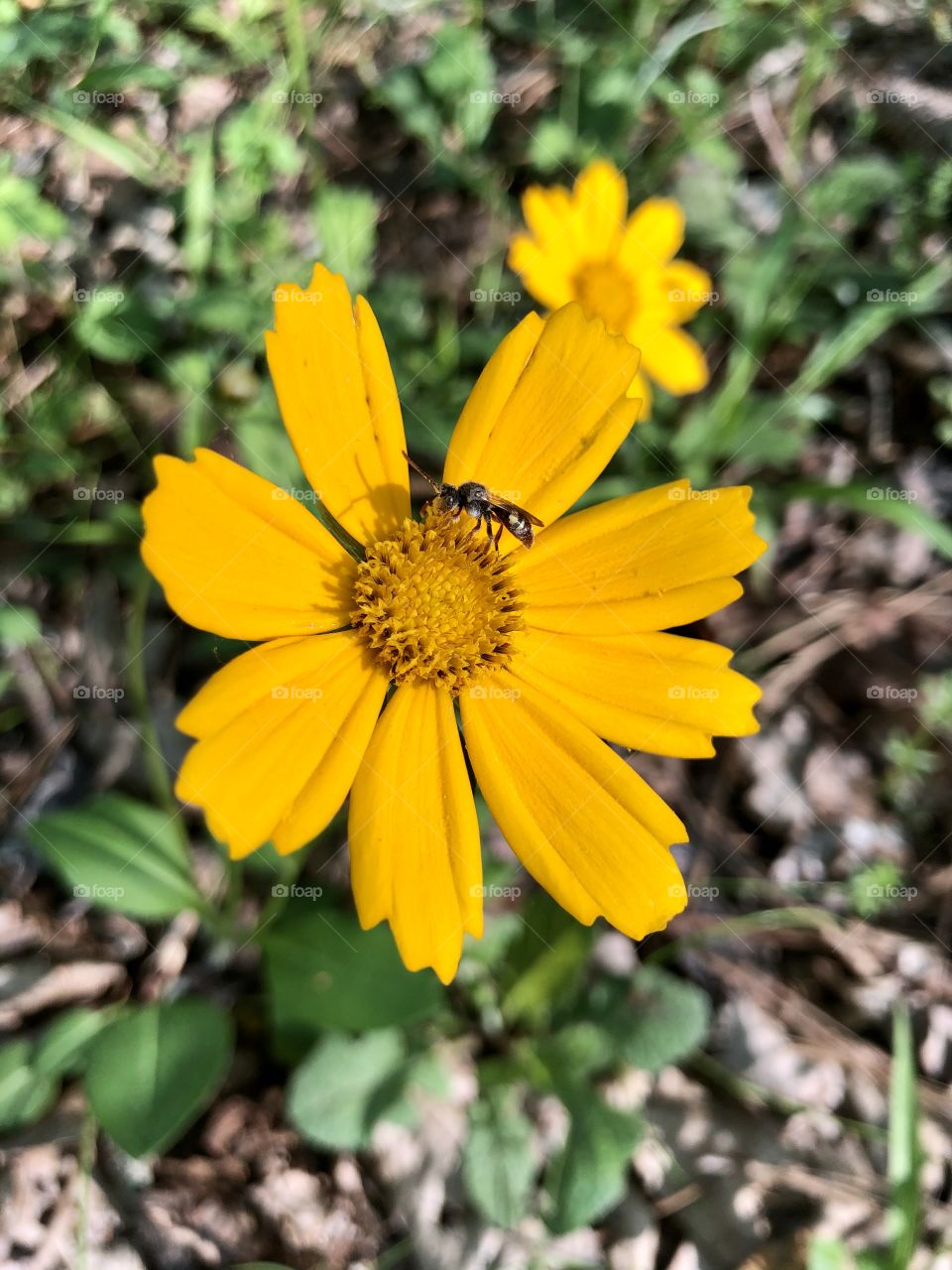 Closeup of yellow wildflower with tiny pollinator on board