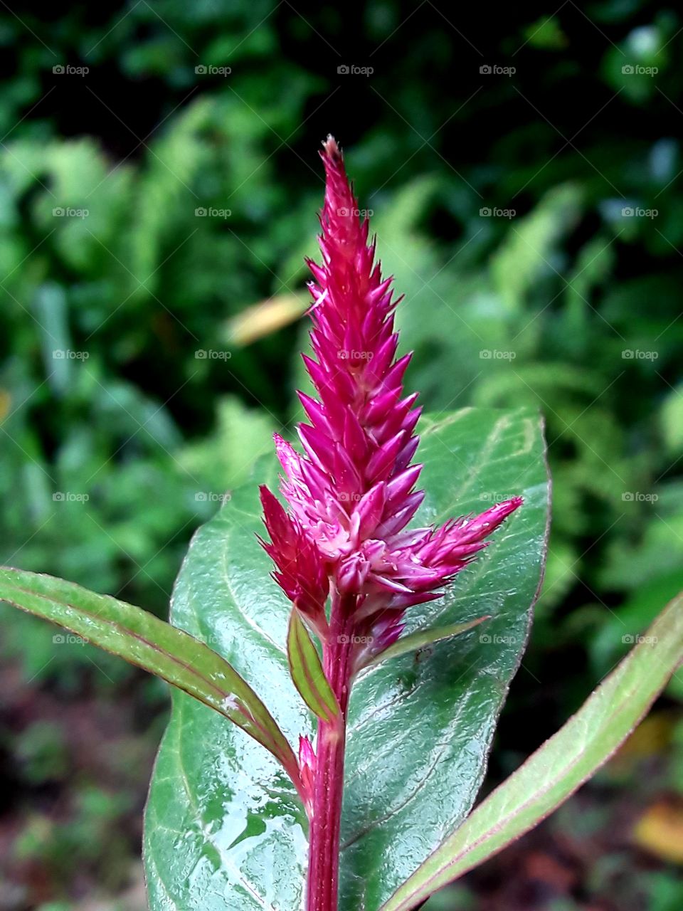 Beautiful flower have with leafs