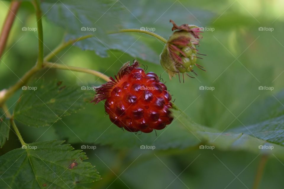 Berry good