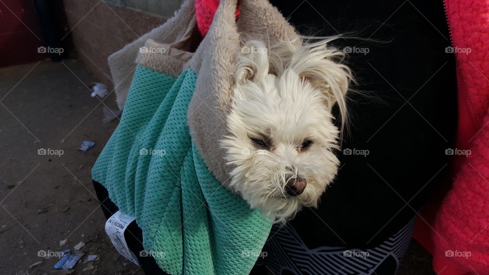 Dog in a bag