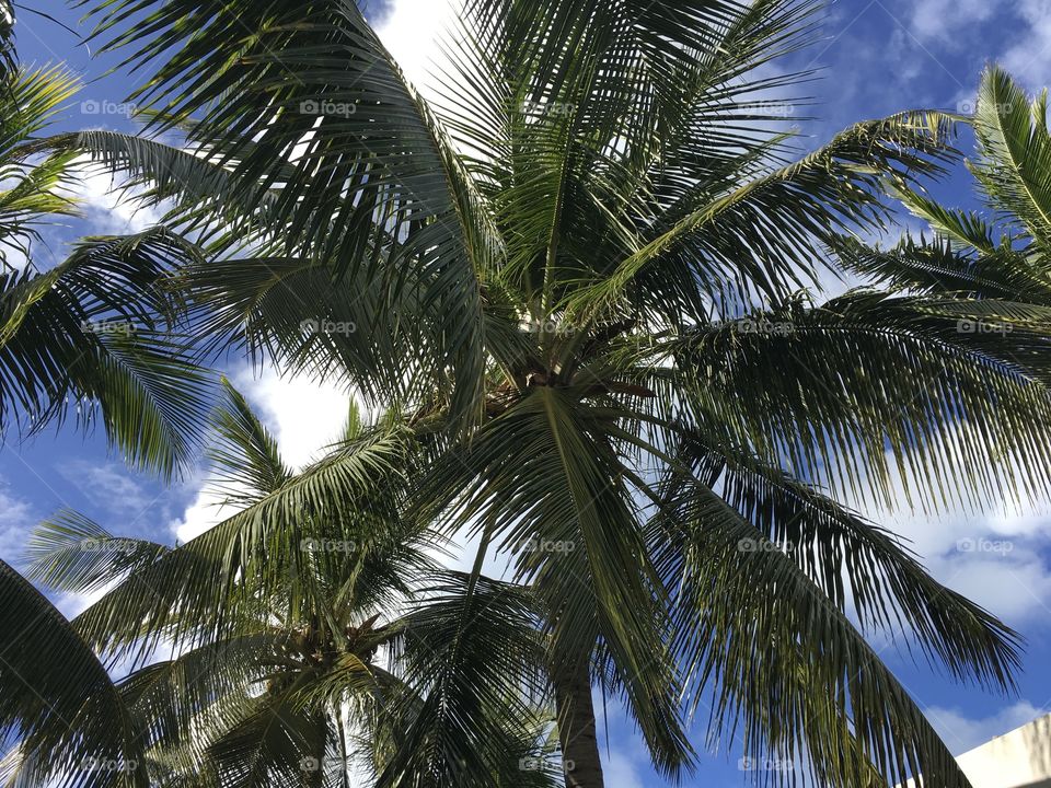 Palms tree @Mauritius 