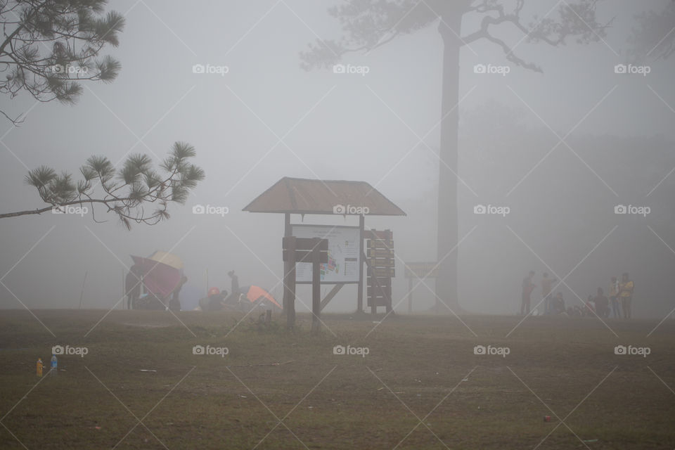 Mist in the national park