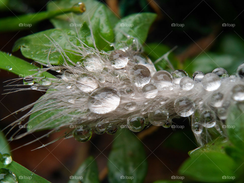wayer droplets on a wet feather