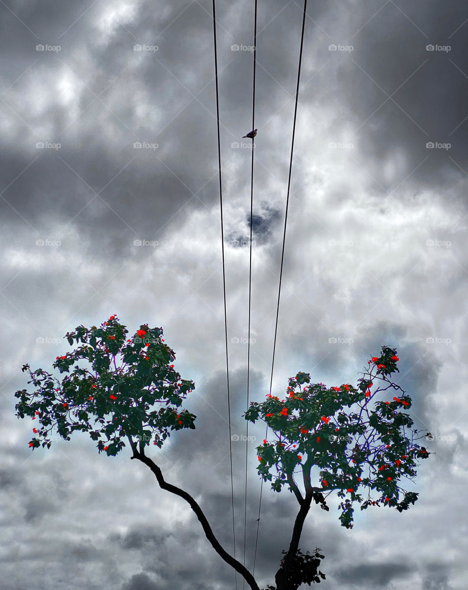 A bird on electrical wires between the split branches of a flowering tree