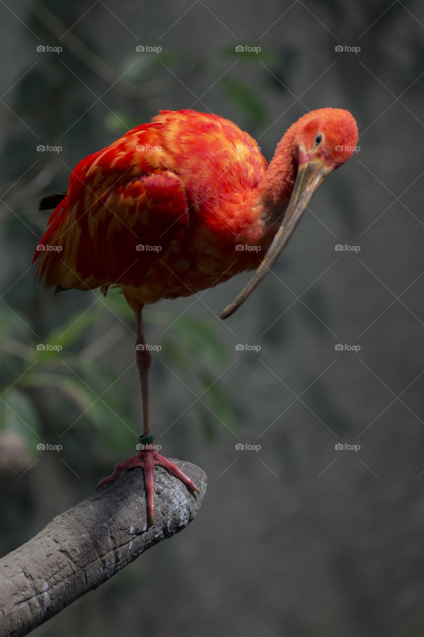 Portrait of a scarlet perched on one leg