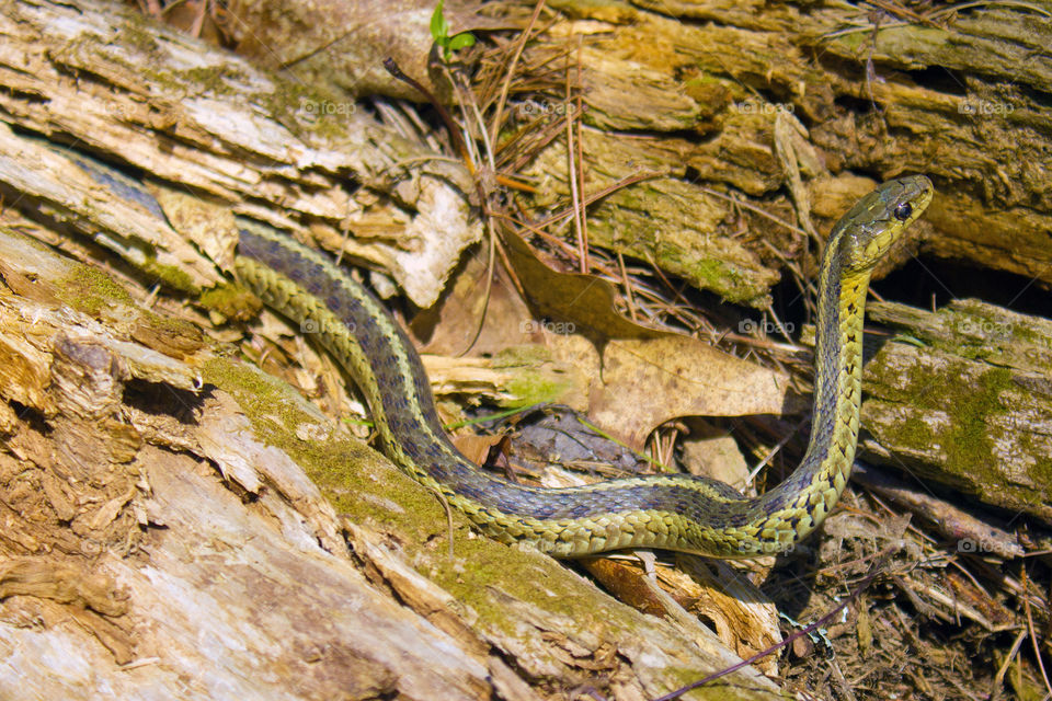 Garter snake