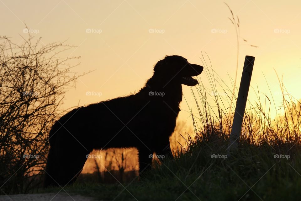 Sunset silhouette of my dog
