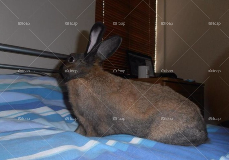 rabbit rabbits by Iphonepic