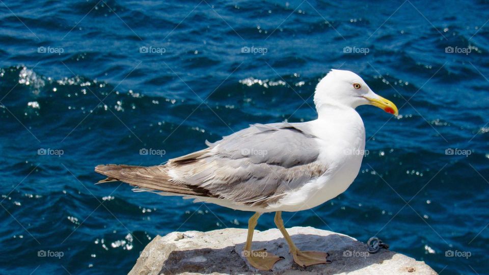 Seagull and top of the rock by the sea