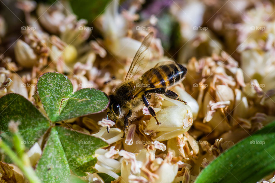 Bee on the ground in some flowers that has fallen from a palmtree