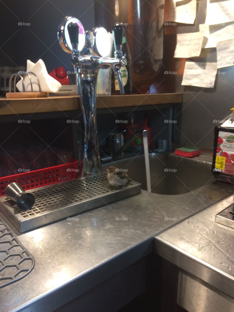 Bird sitting at the bar.