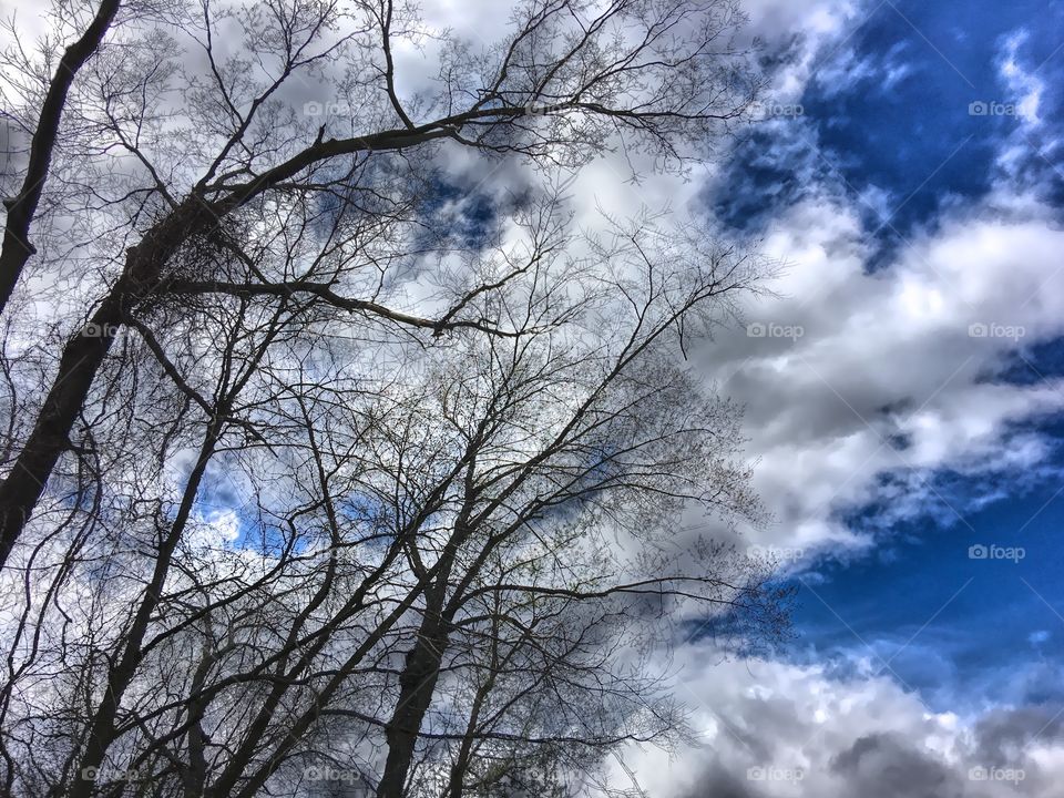 Trees with clouds