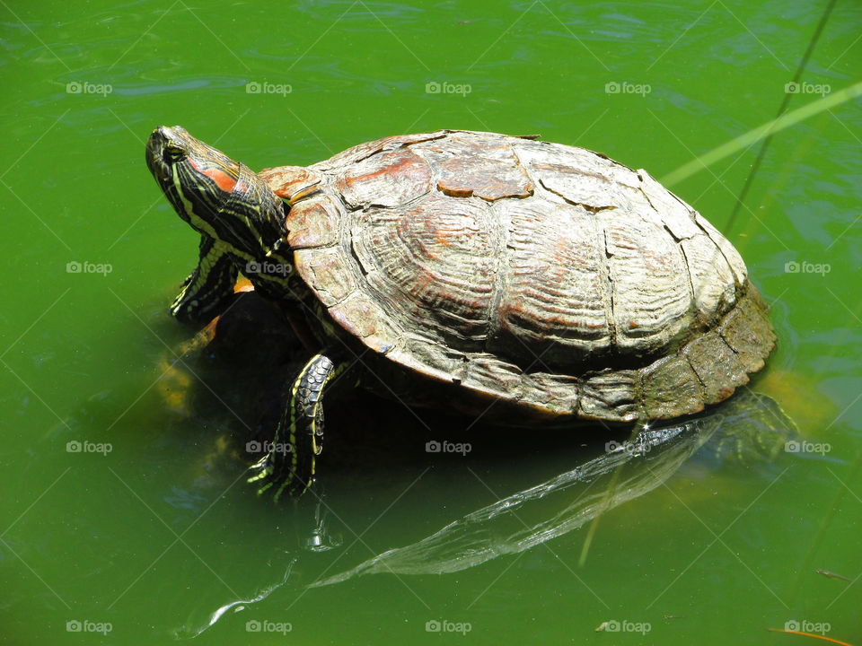 turtle