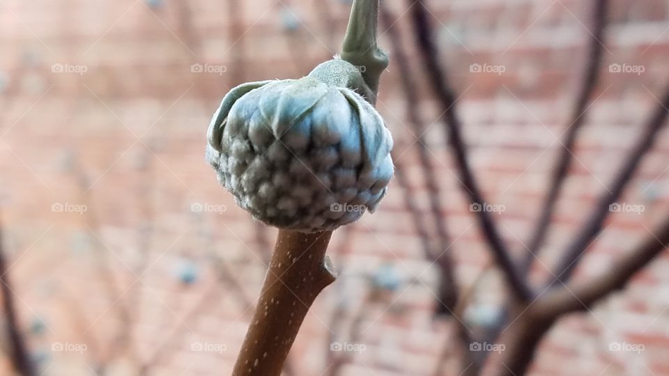 springtime flower bud, bloom not yet open