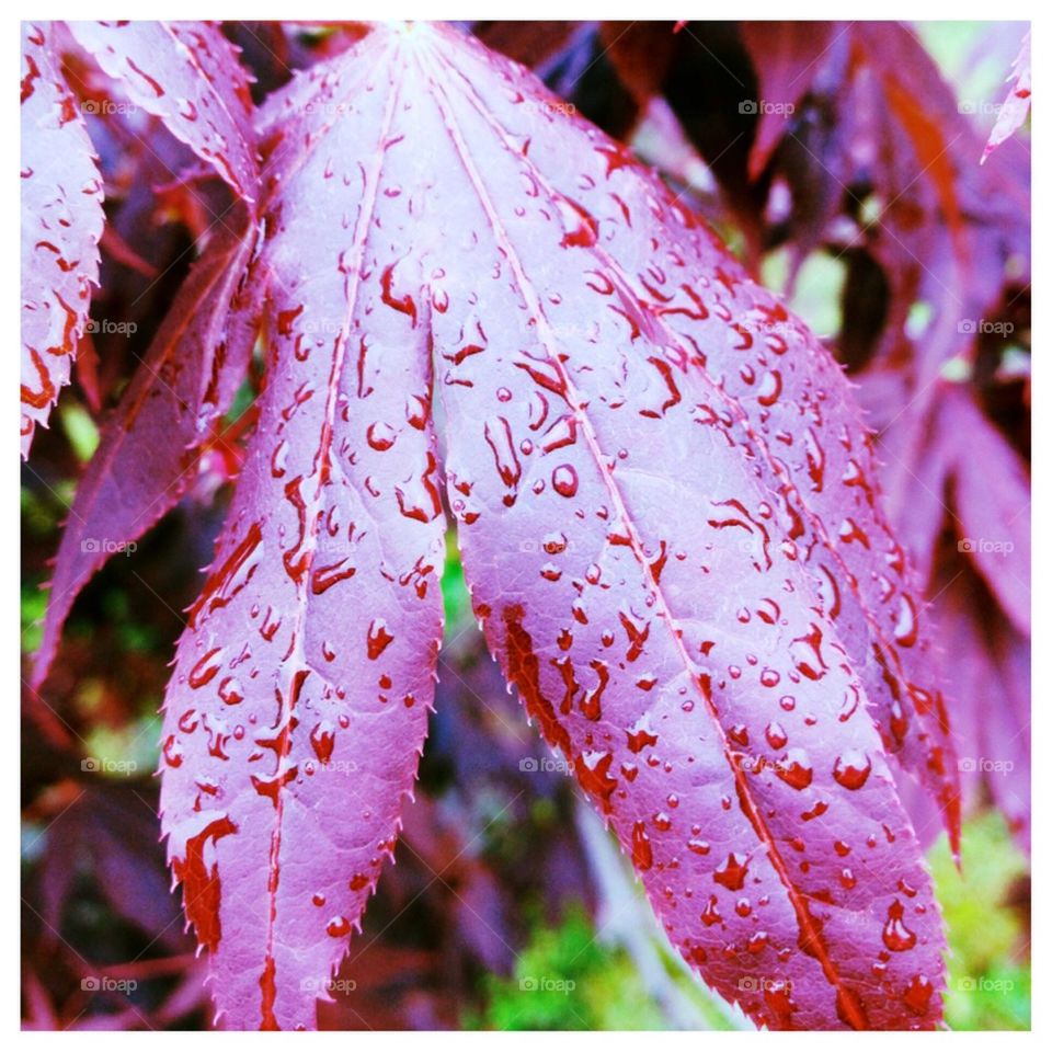 rain drops on leaves