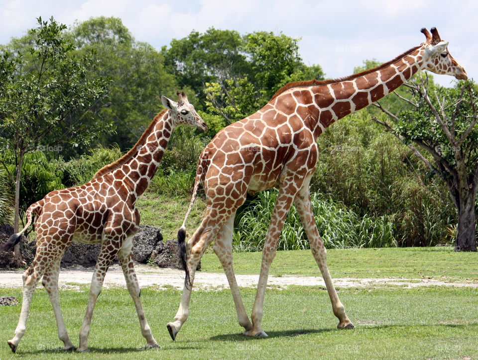 Adult and young giraffe walking