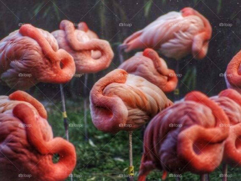 Sleeping flamingos