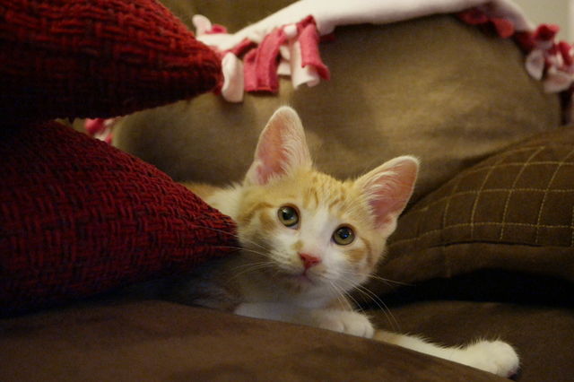 wondering kittens