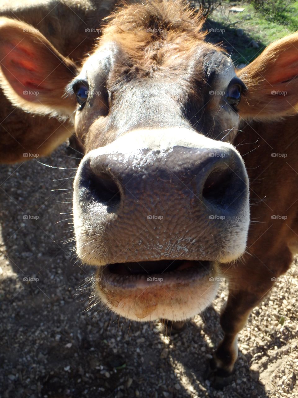 Cow nose