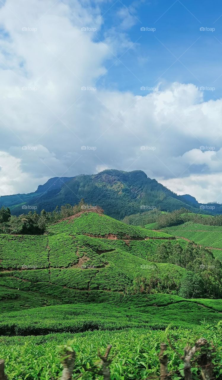 munnar hills