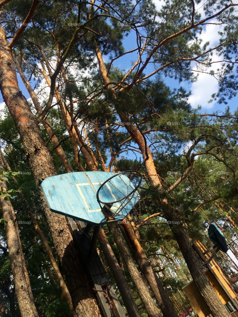 Basketball baskets on the trees 