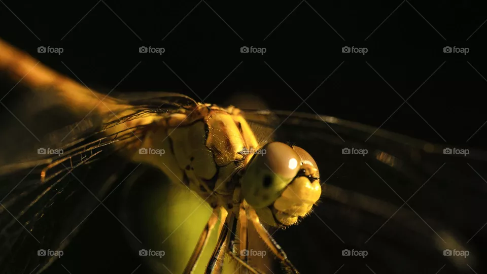 A dragonfly closeup 