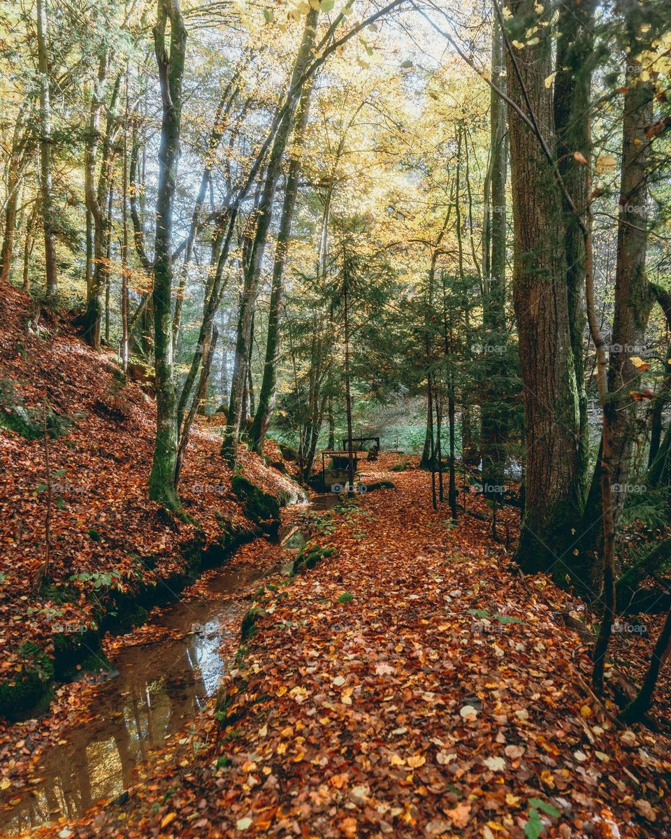 Autumn forest 