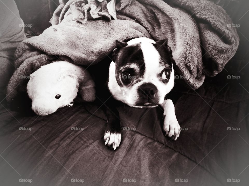 bog and his bestfriend