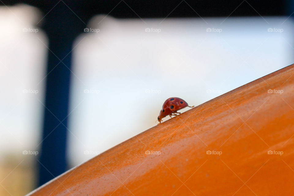 lady bug in the park