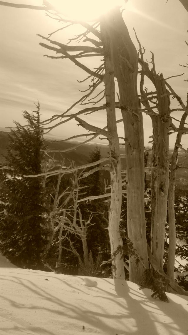 Mountain trees