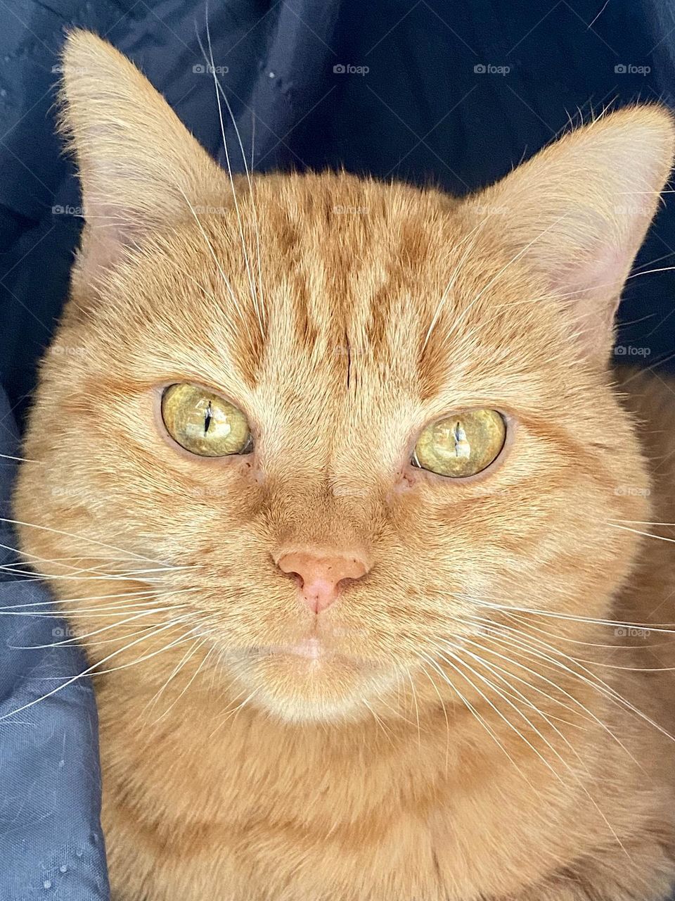 An orange tabby cat hiding in the folds of a blanket