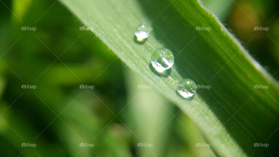 rainwater drops on the green leaf, close up