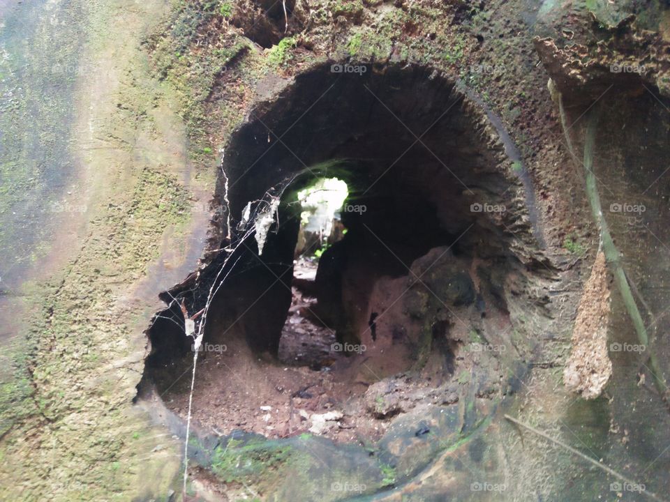 A cave(burrow) in the wood . in the wild