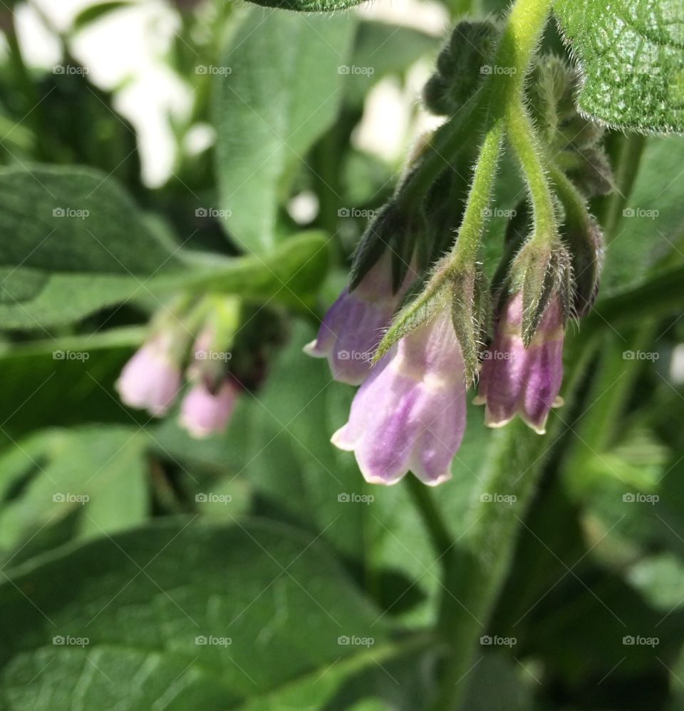 Comfrey