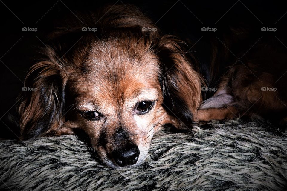 cute relaxed dog on fluffy pillow