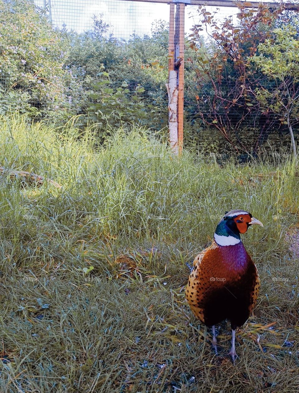 Close-up of a pheasant in profile in an aviary