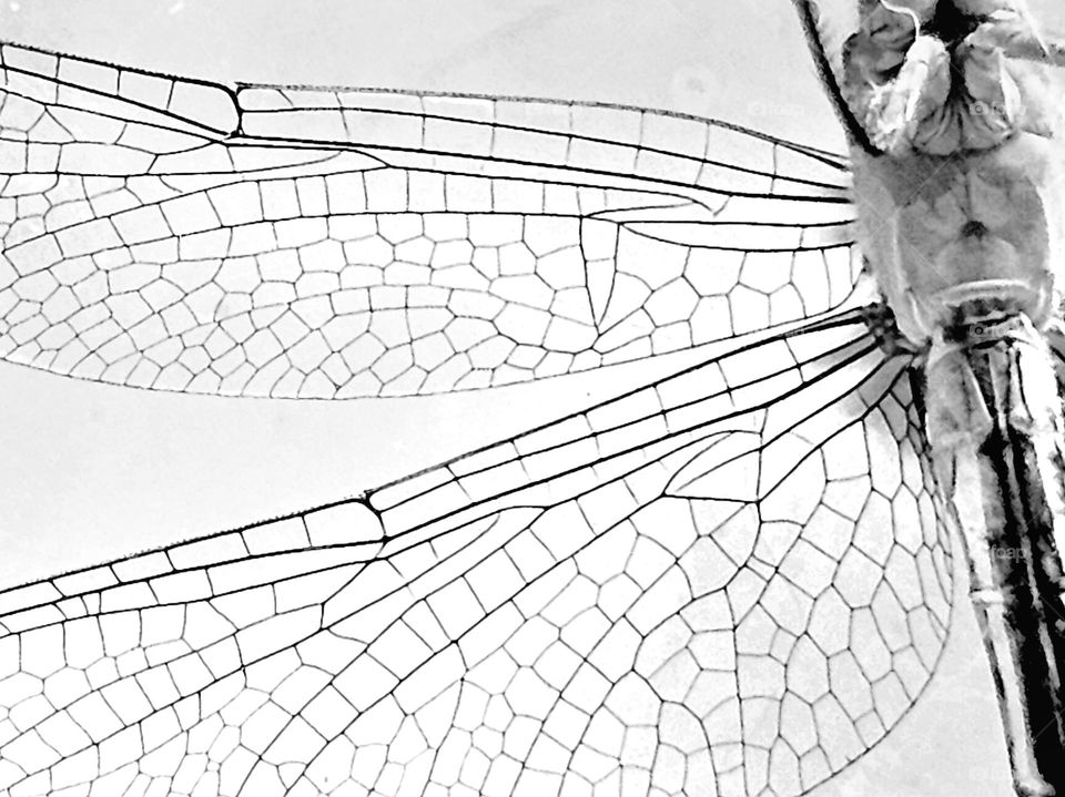 The intricacies in black and white, in macro of a dragonfly's  wings. It is a timeless, elegant composition of nature itself in the insect world.