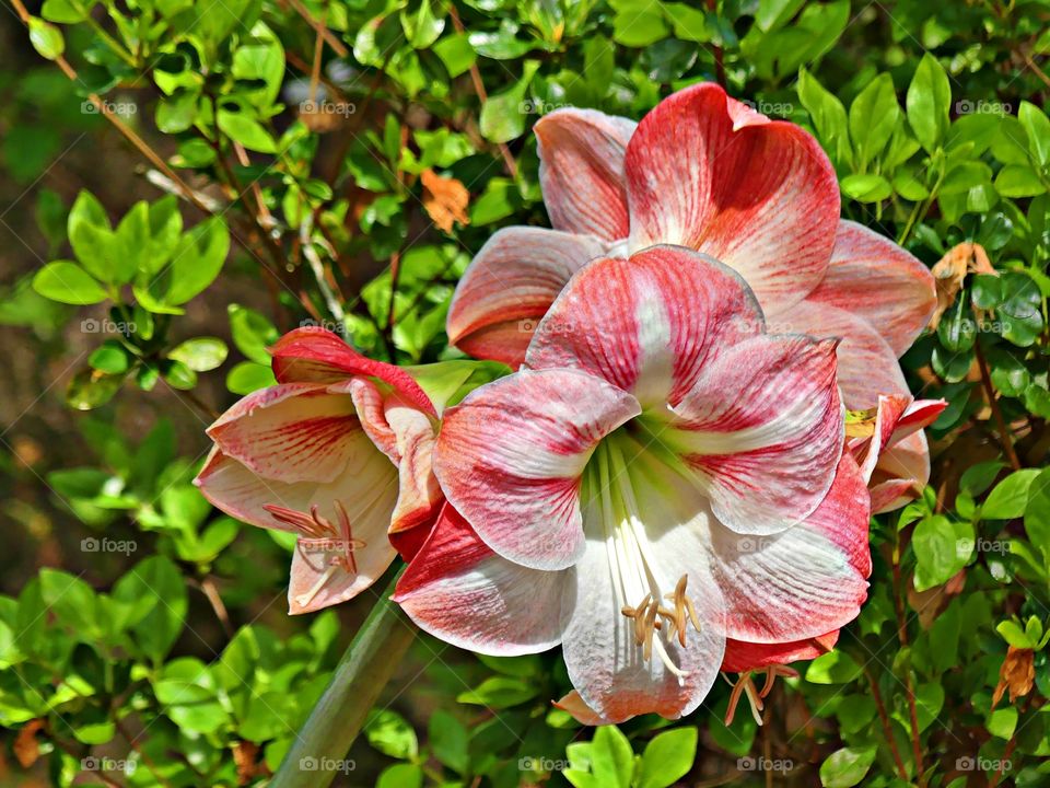 The signs of spring - A beautiful three headed Amaryllis flower blooming in the sunlight