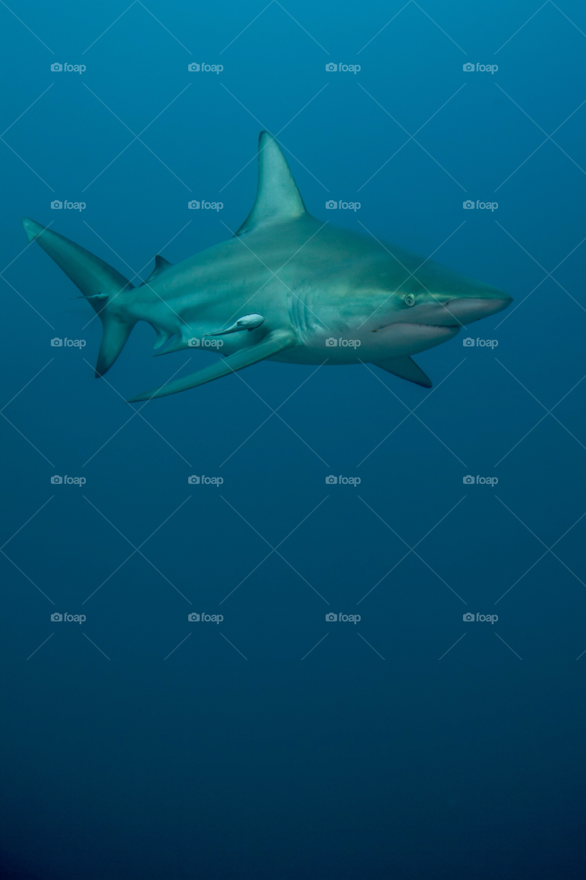 fish underwater shark durban by paulcowell