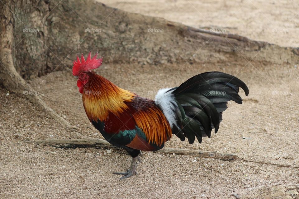 Isolated rooster with beautiful feathers colours on the ground. Outdoor
