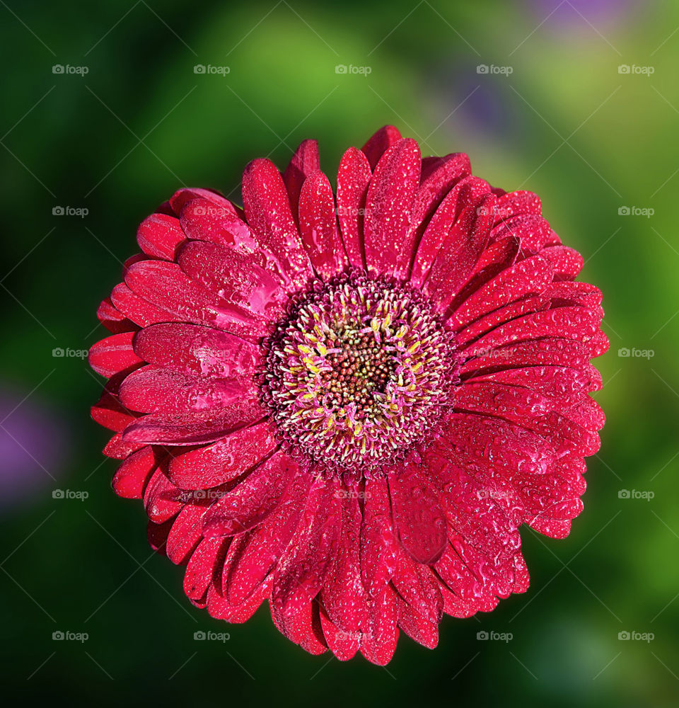 red flower