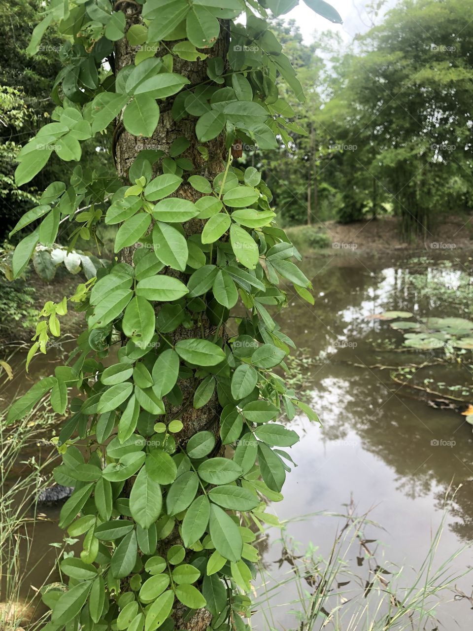 The signs of nature, my garden ( Countryside)