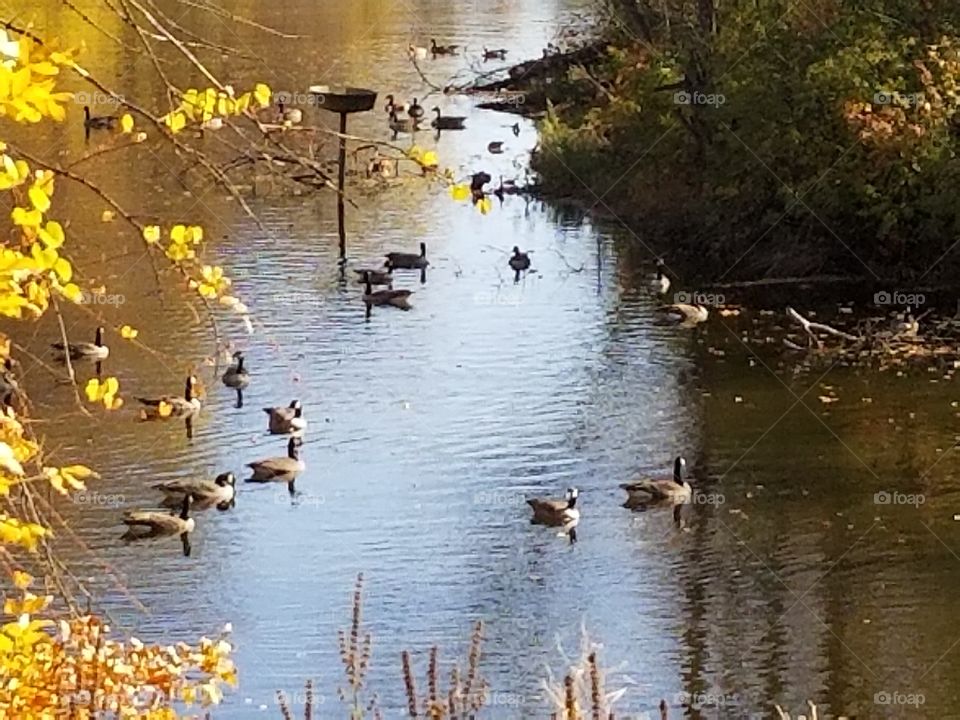 geese in water