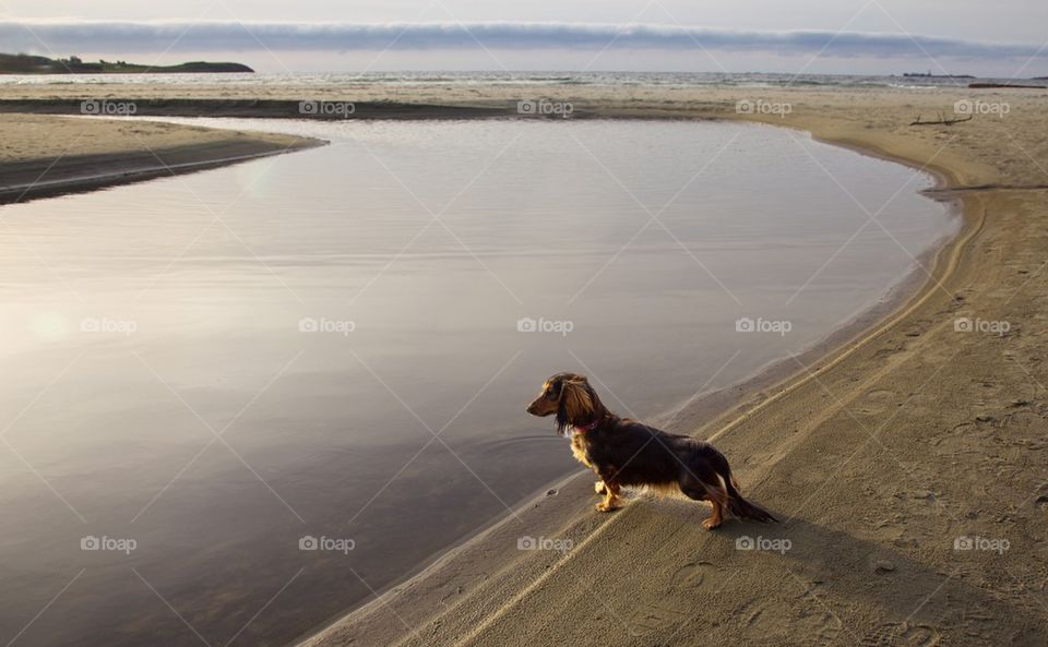 Dog standing at beach